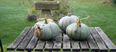 b_400_300_16777215_00_images_pumpkins.jpg